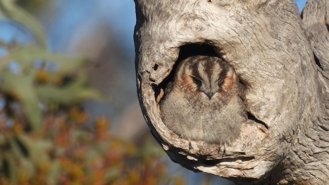 オーストラリアズクヨタカ - ML625519819