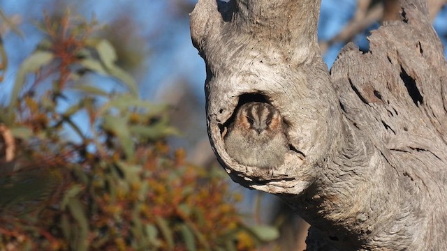オーストラリアズクヨタカ - ML625519820