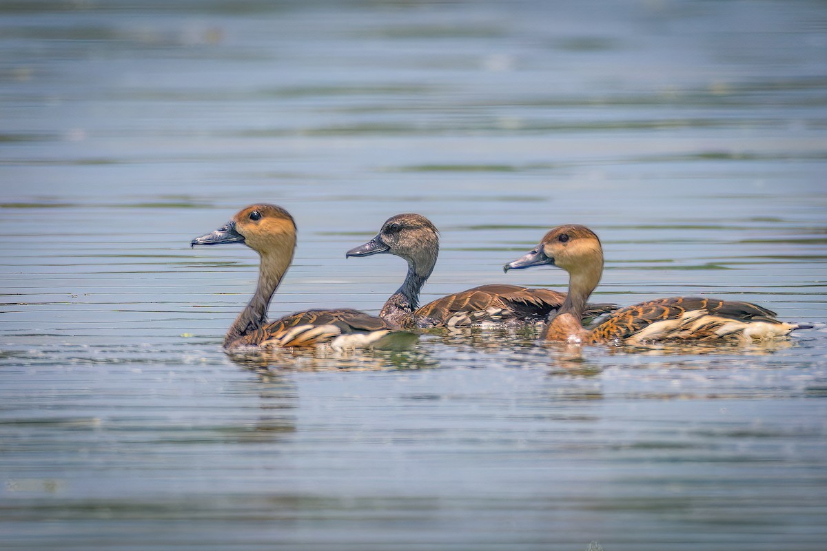 Spotted Whistling-Duck - ML625519944