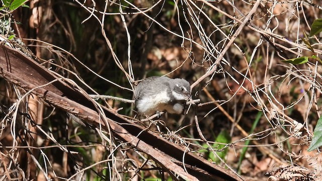 Gray Fantail (preissi) - ML625520038