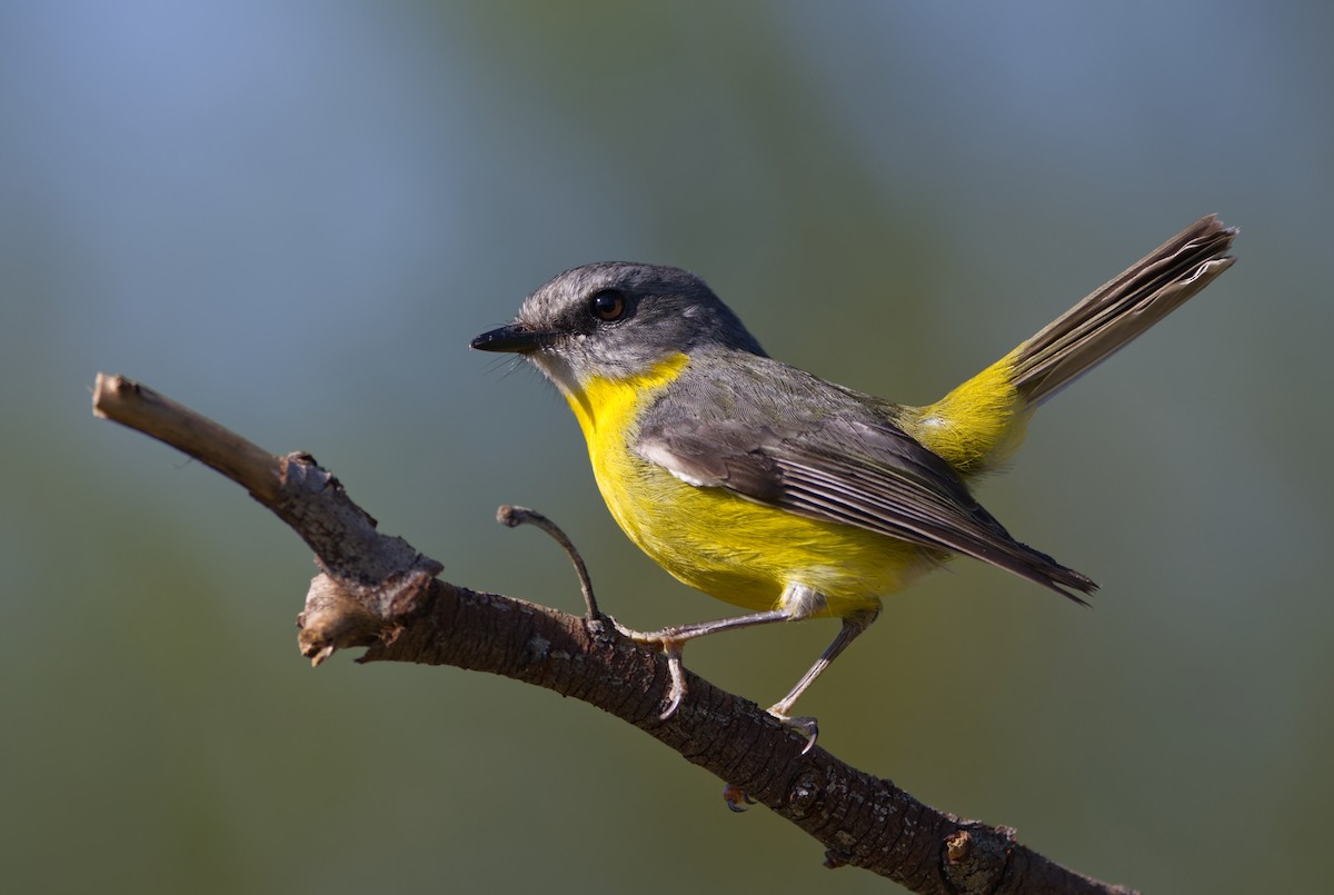 Eastern Yellow Robin - ML625520044