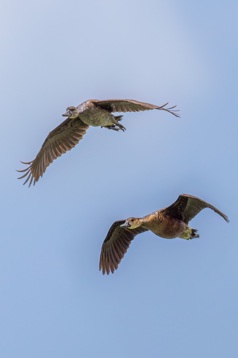 Spotted Whistling-Duck - ML625520072