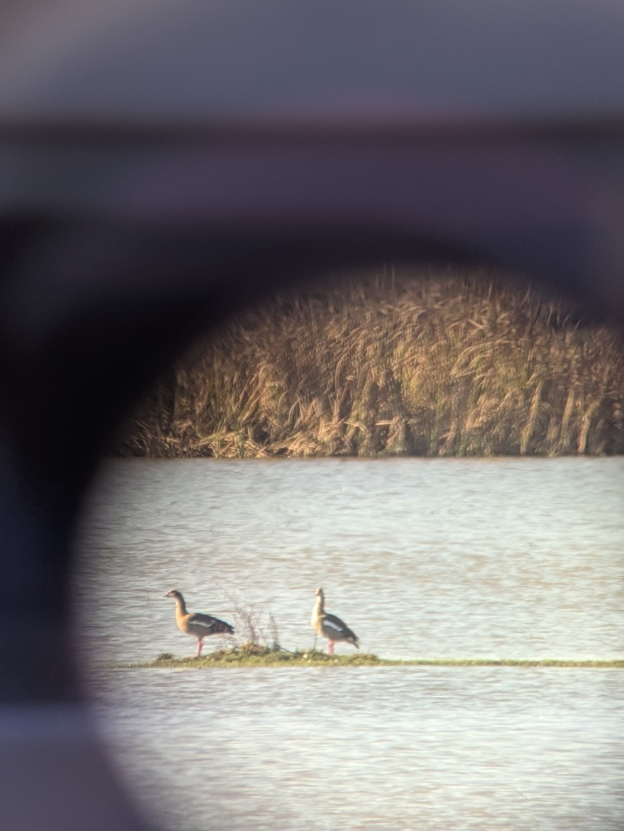 Egyptian Goose - ML625520073