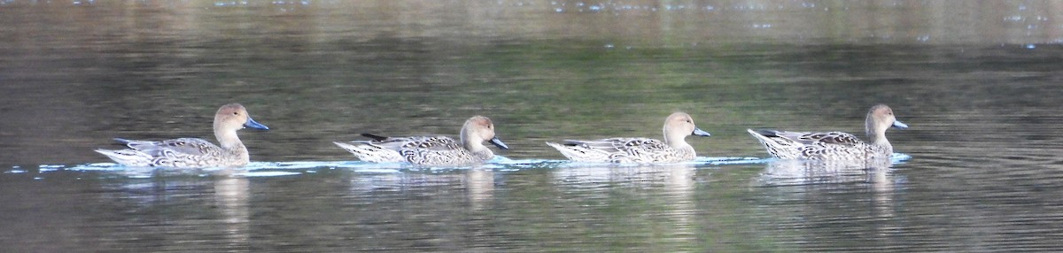 American Wigeon - ML625520117