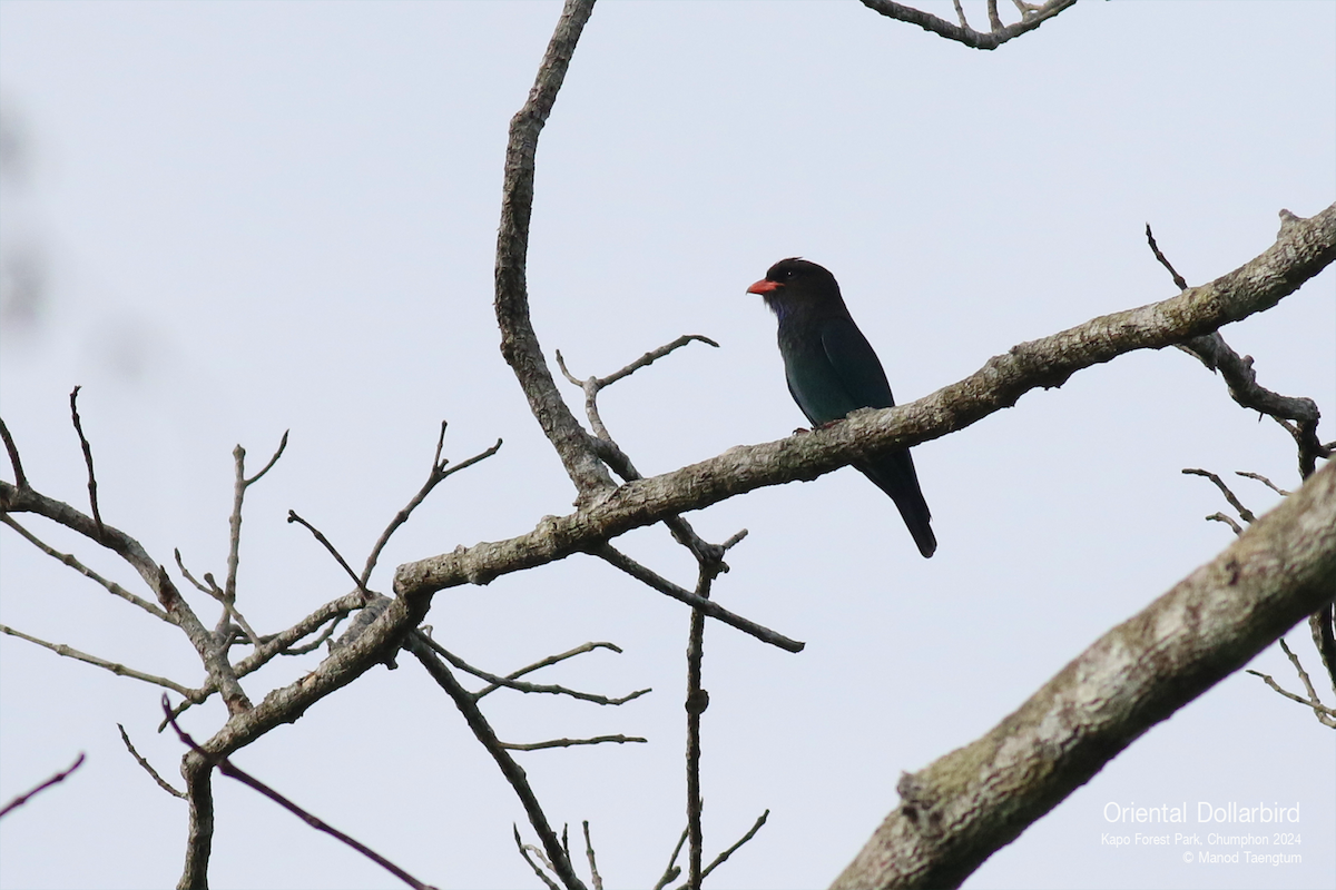 Dollarbird - ML625520151