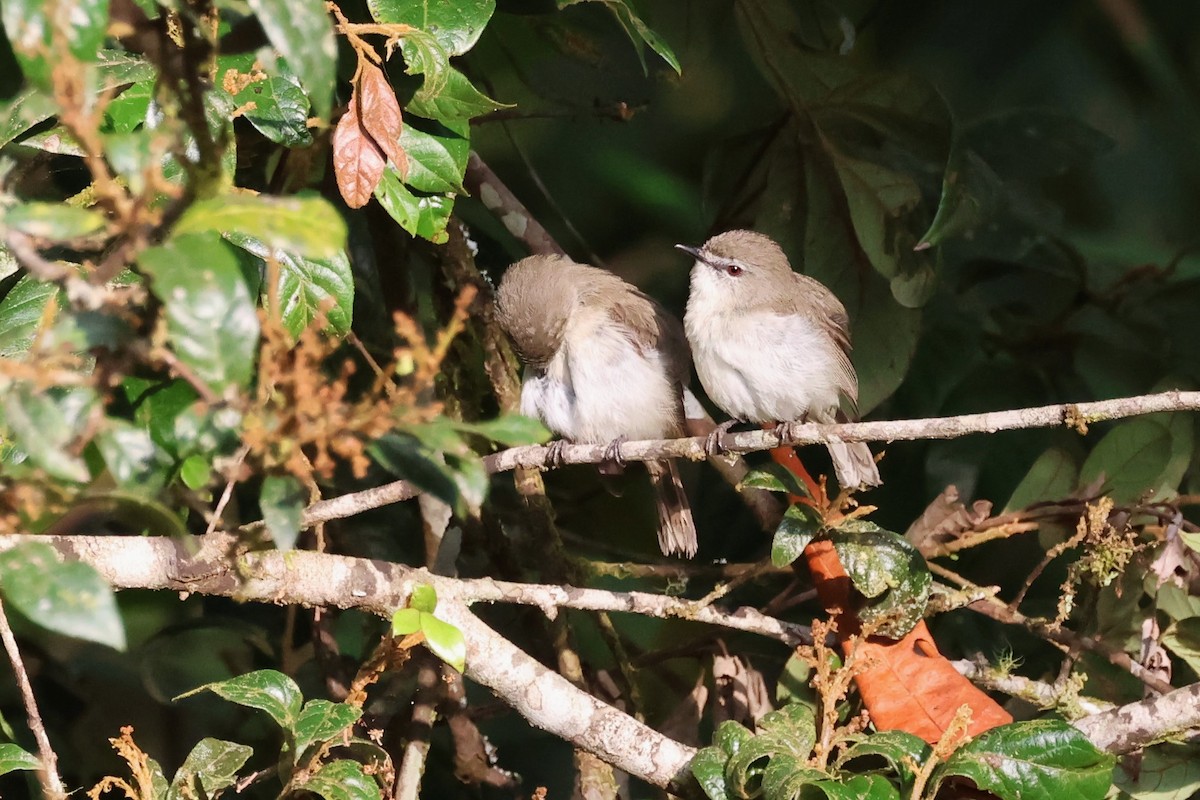 Brown Gerygone - ML625520178