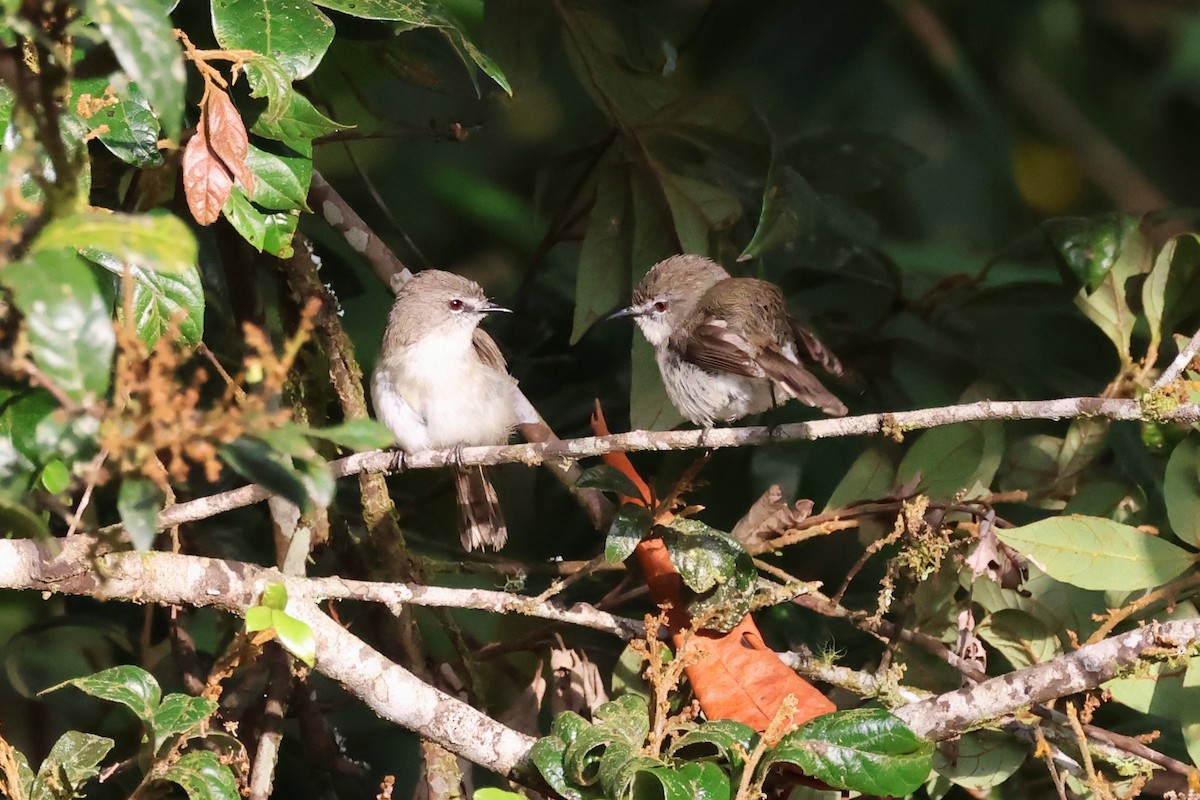 Brown Gerygone - ML625520179