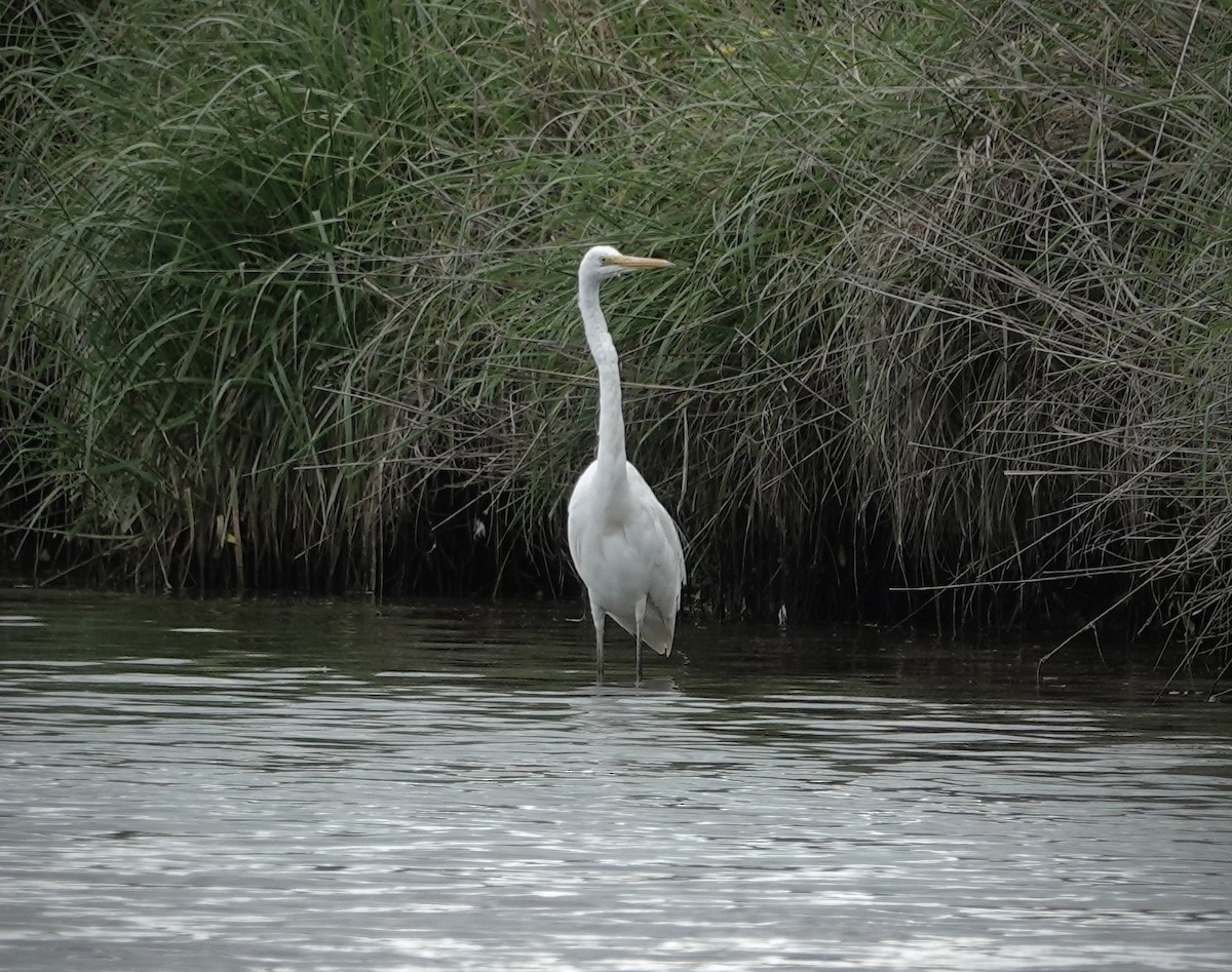 Great Egret - ML625520202