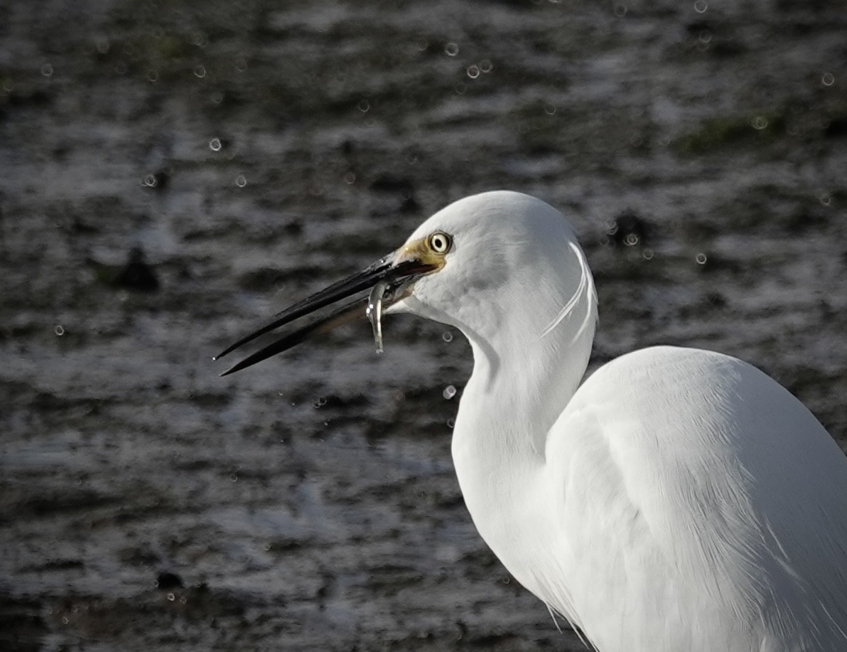 Little Egret - ML625520225