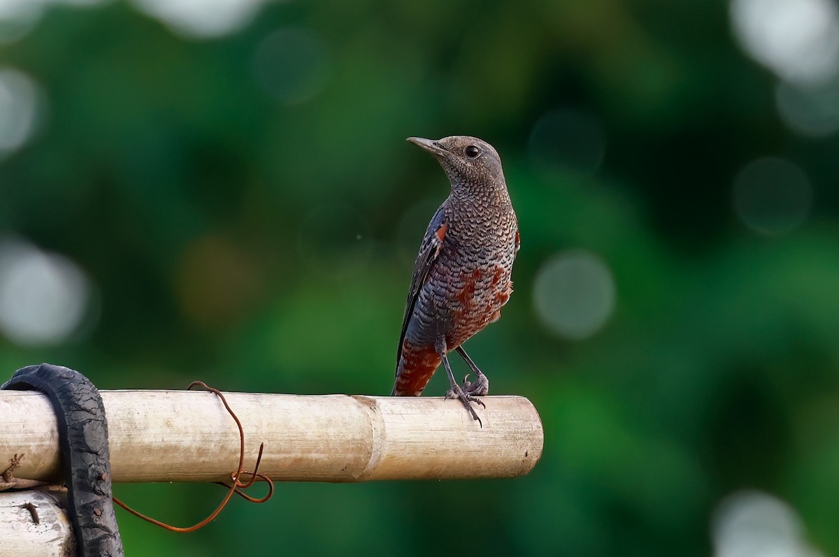 Blue Rock-Thrush (philippensis) - ML625520274