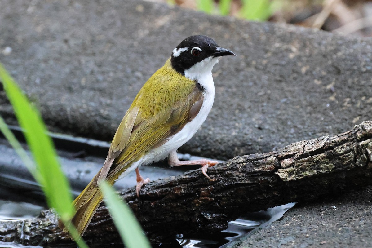 White-throated Honeyeater - ML625520309