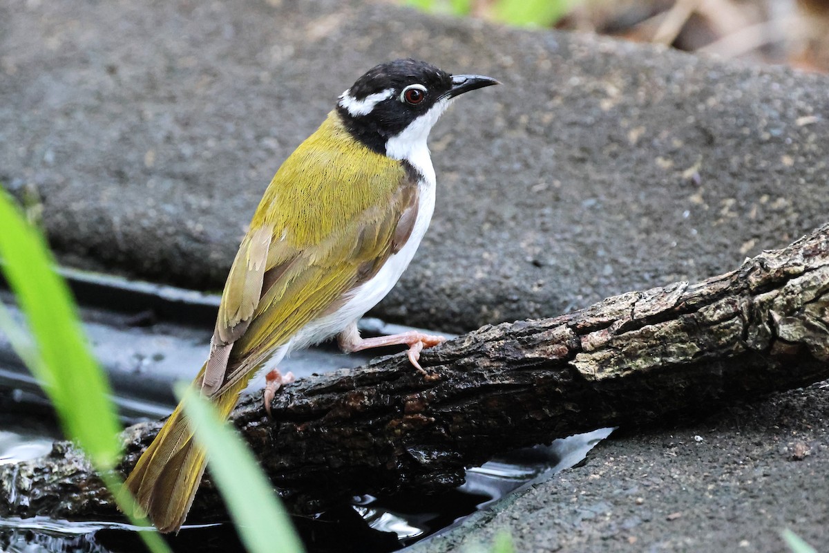 White-throated Honeyeater - ML625520310