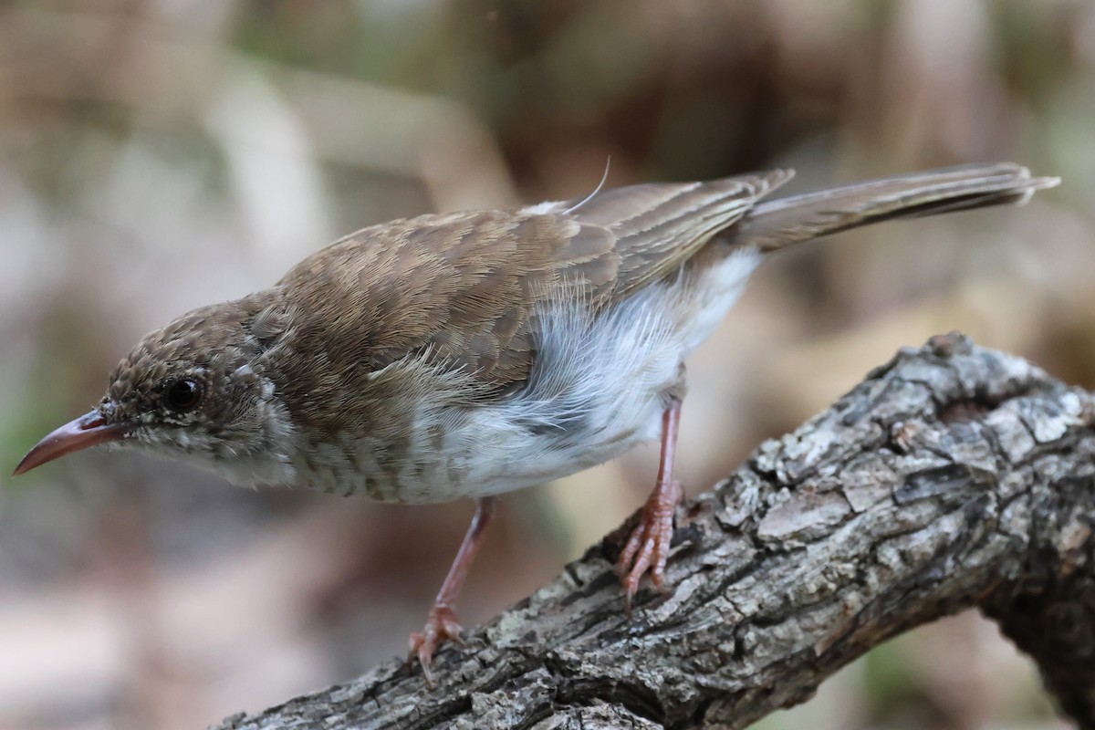 Brown-backed Honeyeater - ML625520360