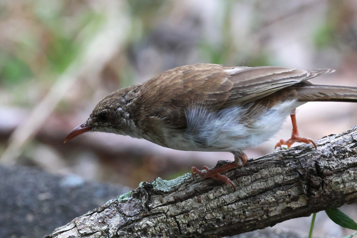 Brown-backed Honeyeater - ML625520361