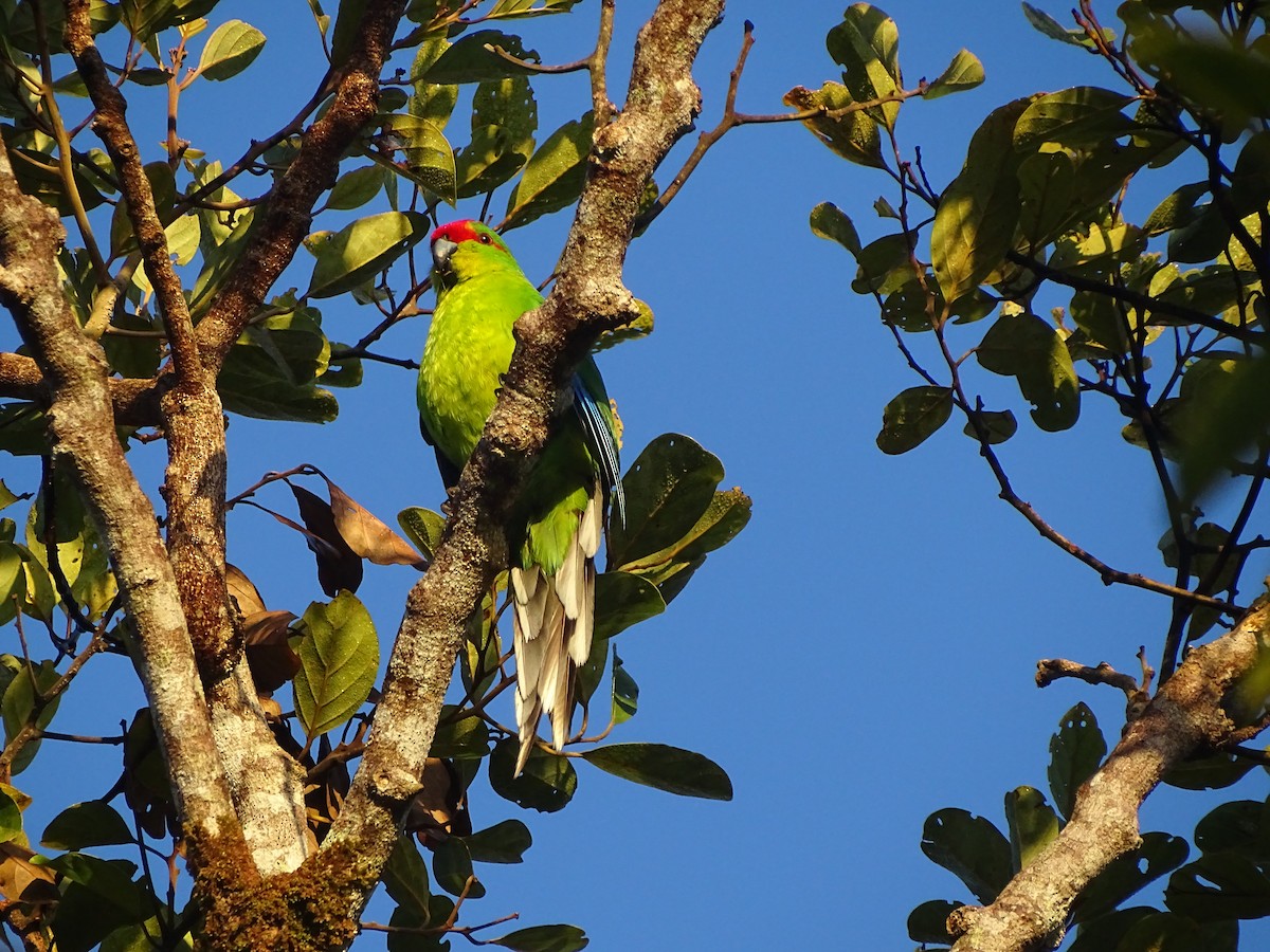 New Caledonian Parakeet - ML625520389