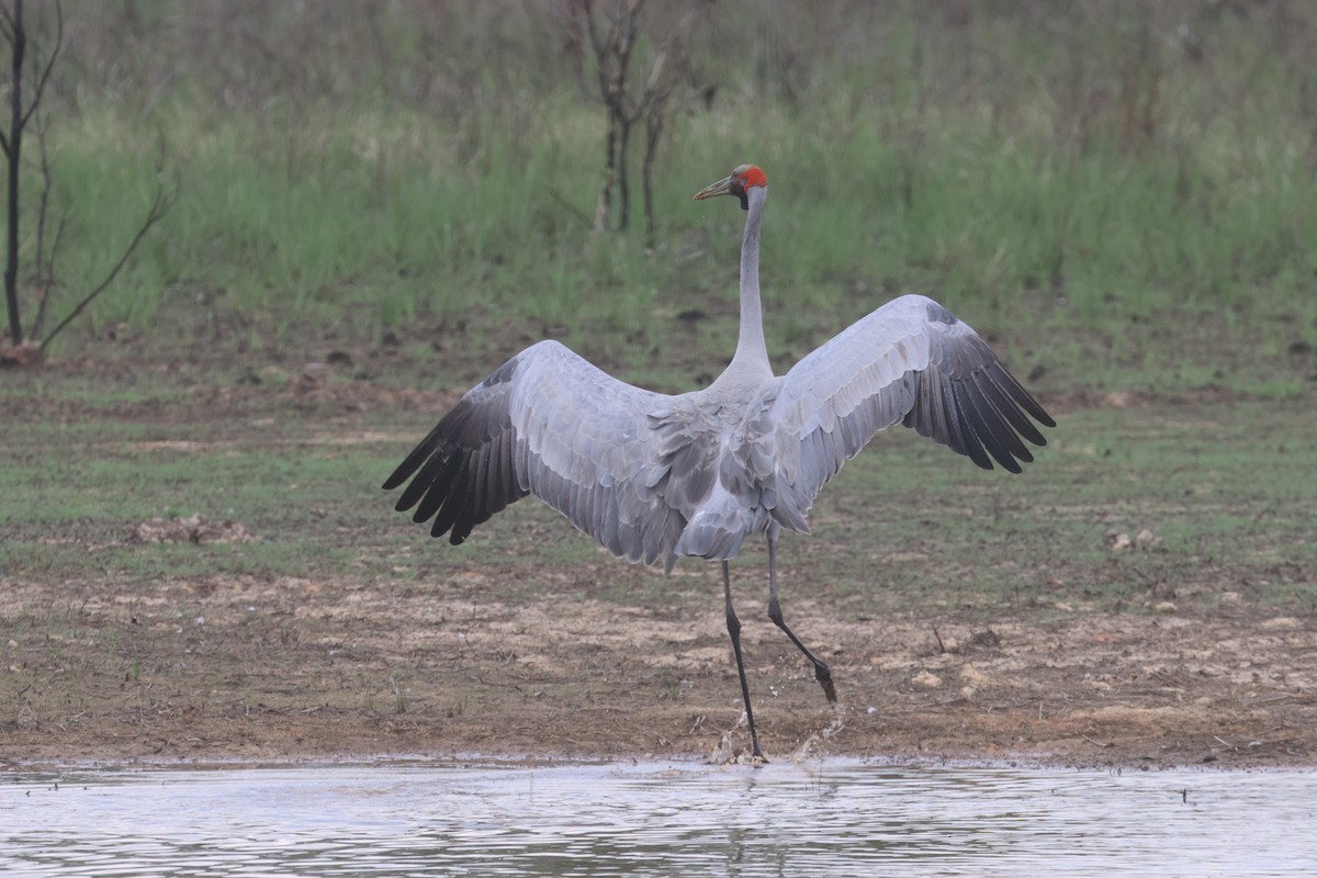 Brolga - ML625520391