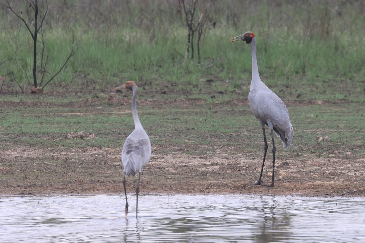 Brolga - ML625520392