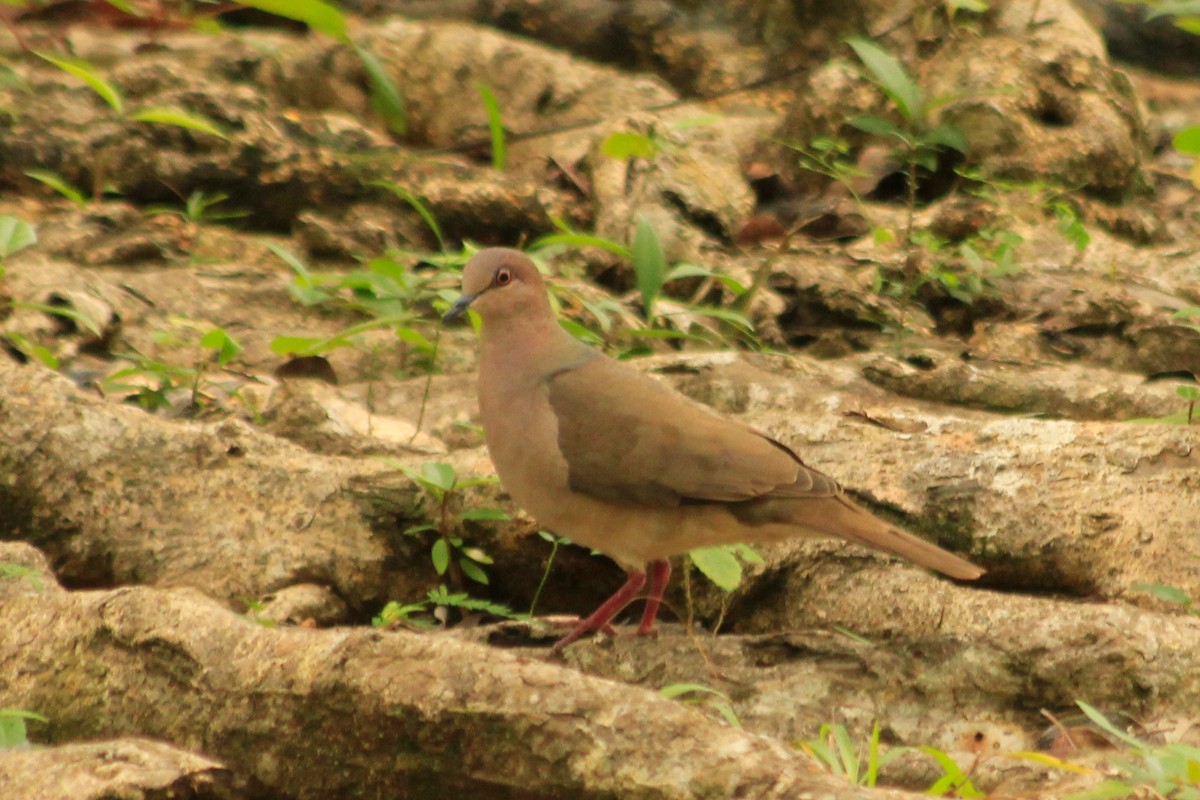 White-tipped Dove (White-tipped) - ML625520397