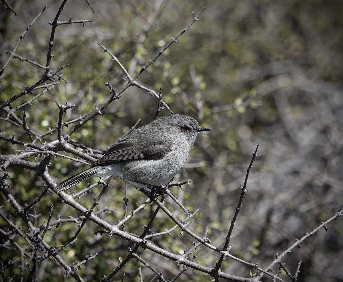 Gray Gerygone - ML625520401