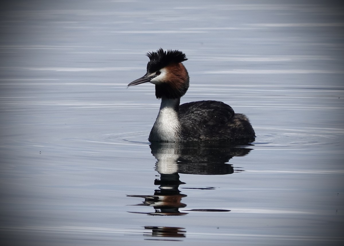 Great Crested Grebe - ML625520403