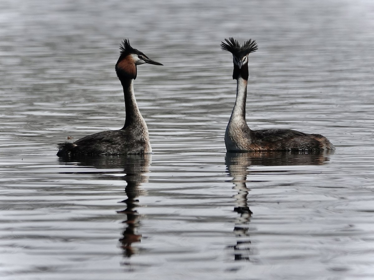 Great Crested Grebe - ML625520404