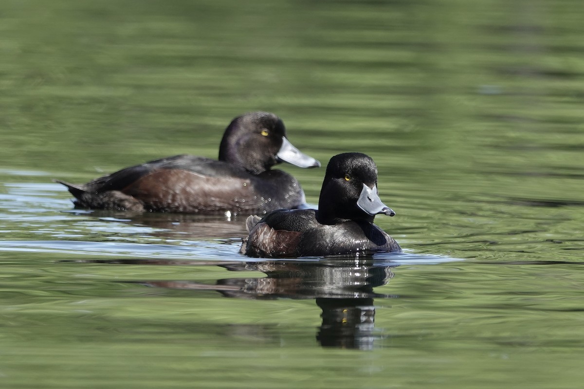 New Zealand Scaup - ML625520419