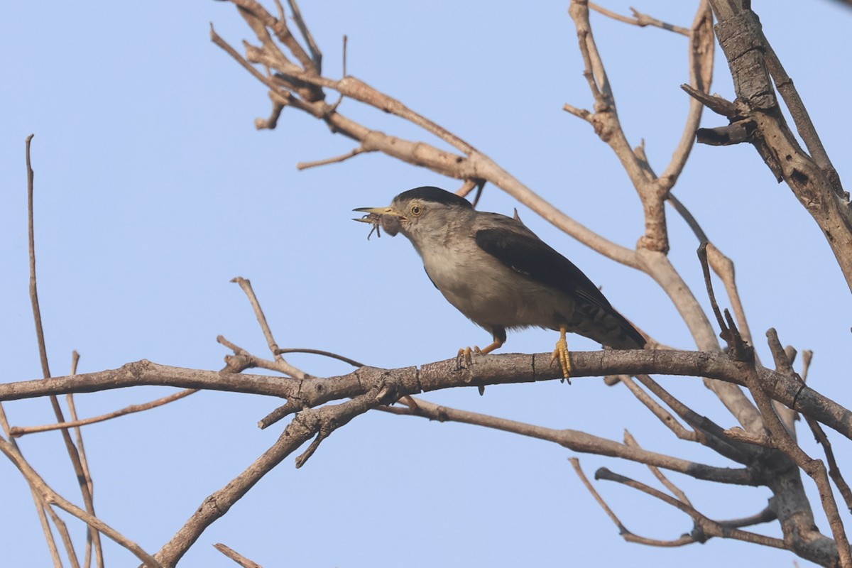 Varied Sittella - ML625520519