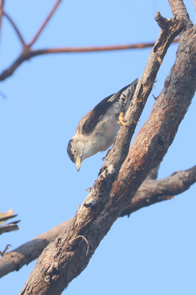 Varied Sittella - ML625520520