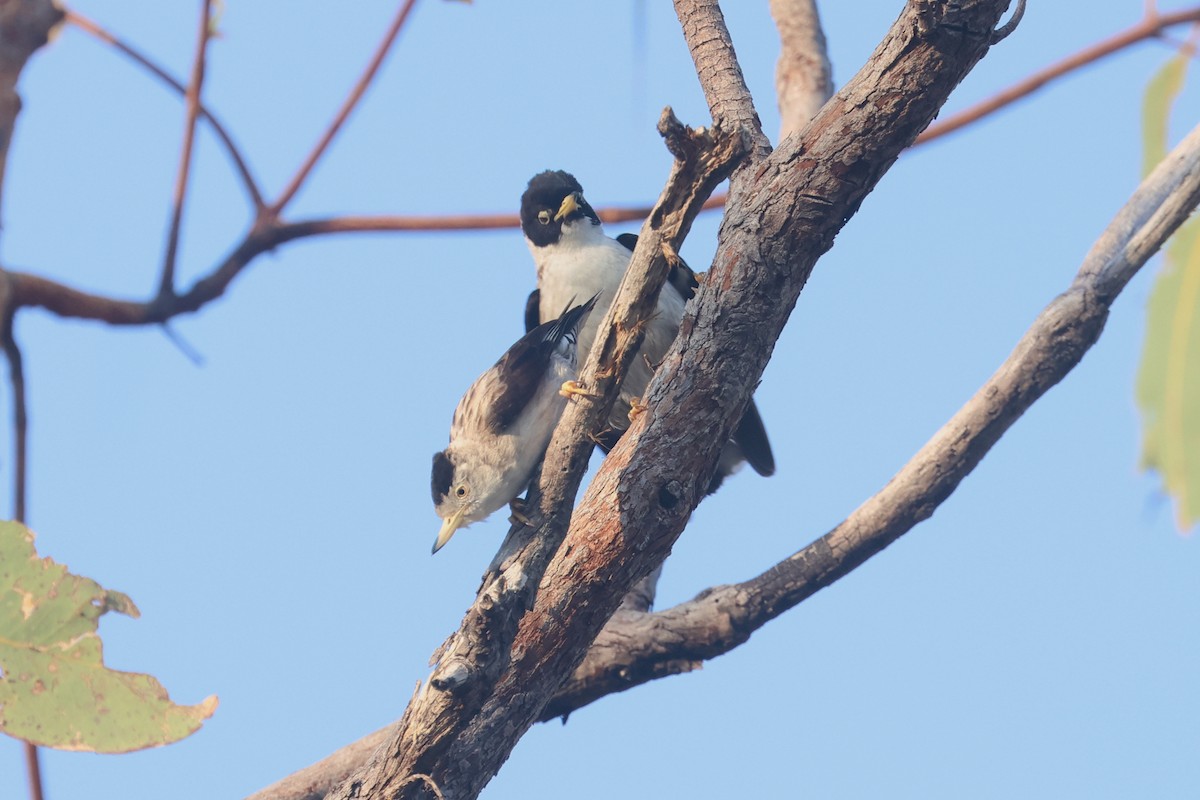 Varied Sittella - ML625520521