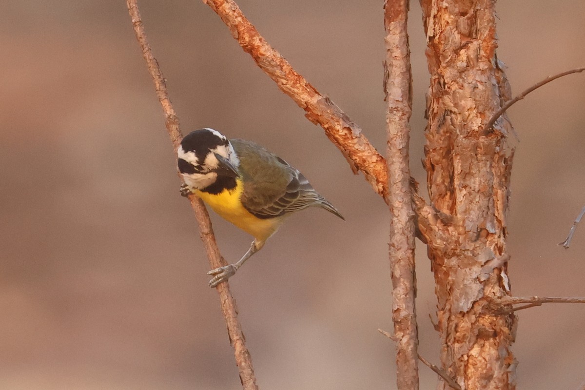 Northern Shrike-tit - ML625520525