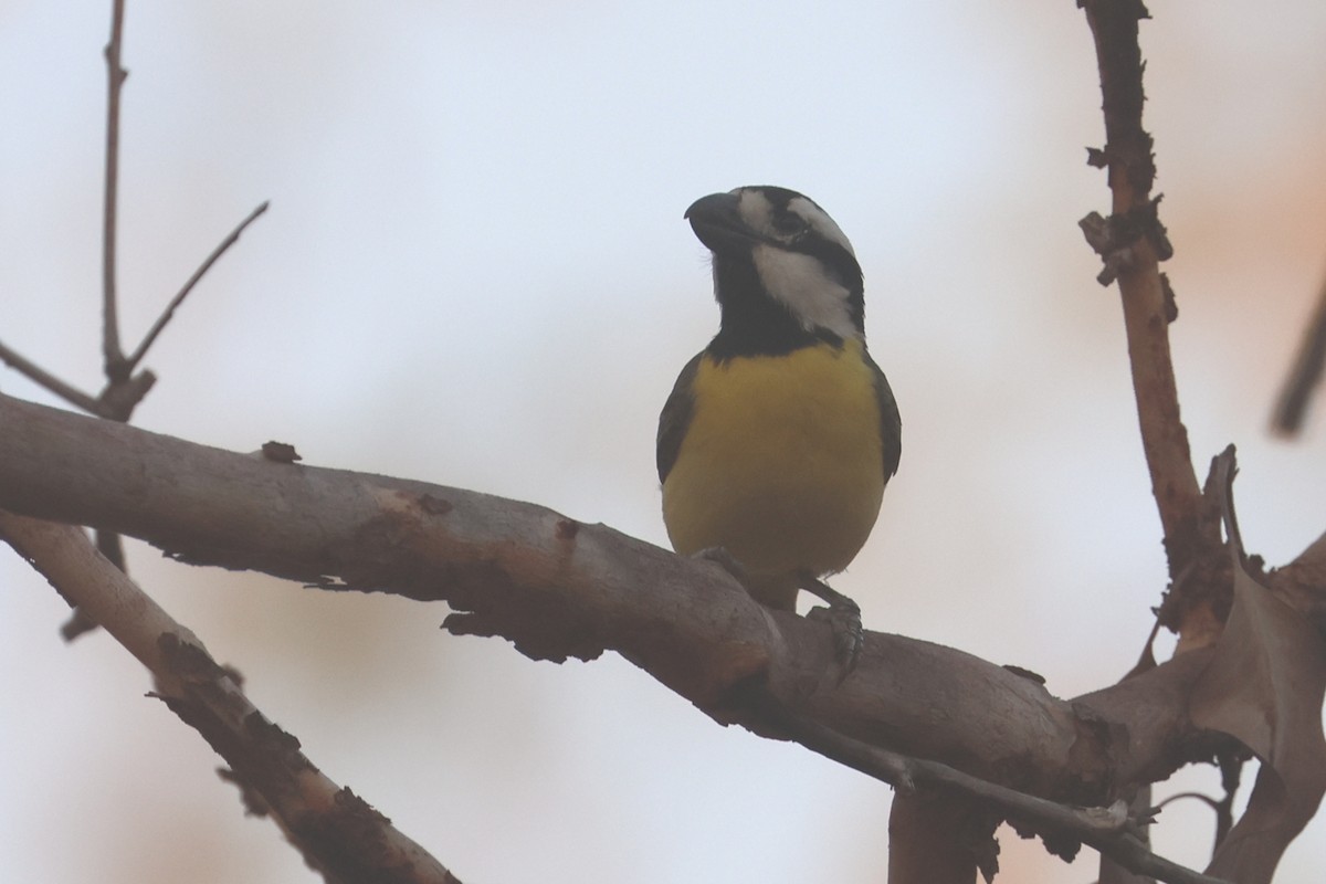 Northern Shrike-tit - ML625520526