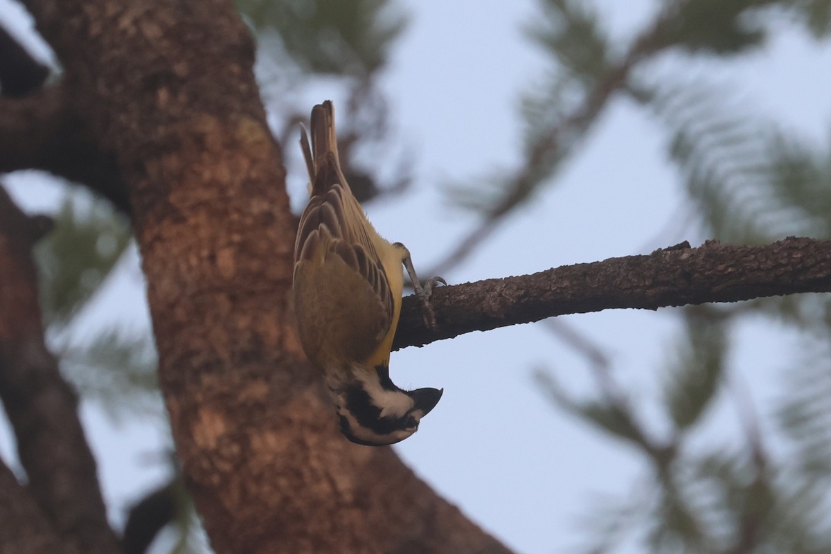 Northern Shrike-tit - ML625520527