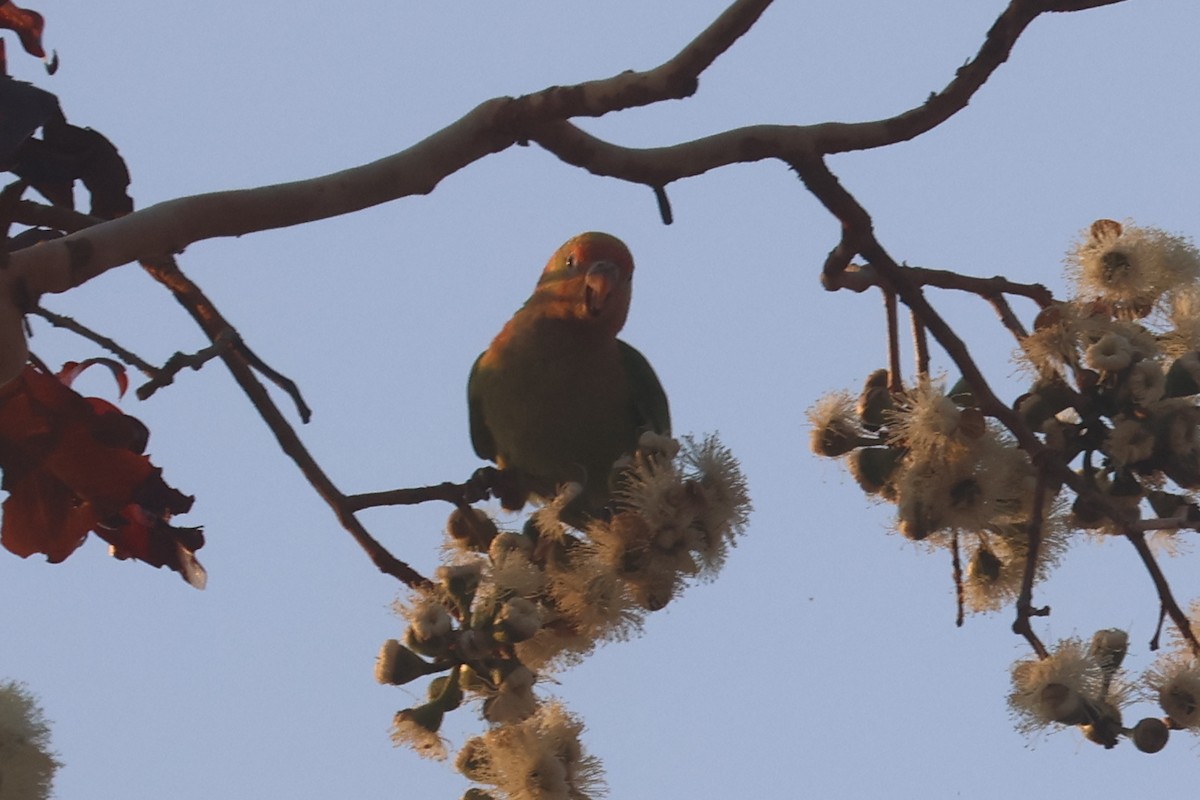 Varied Lorikeet - ML625520529