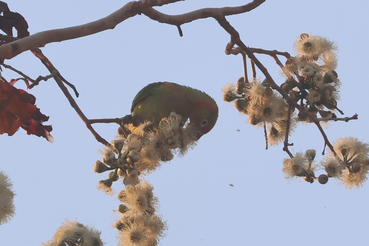 Varied Lorikeet - ML625520531