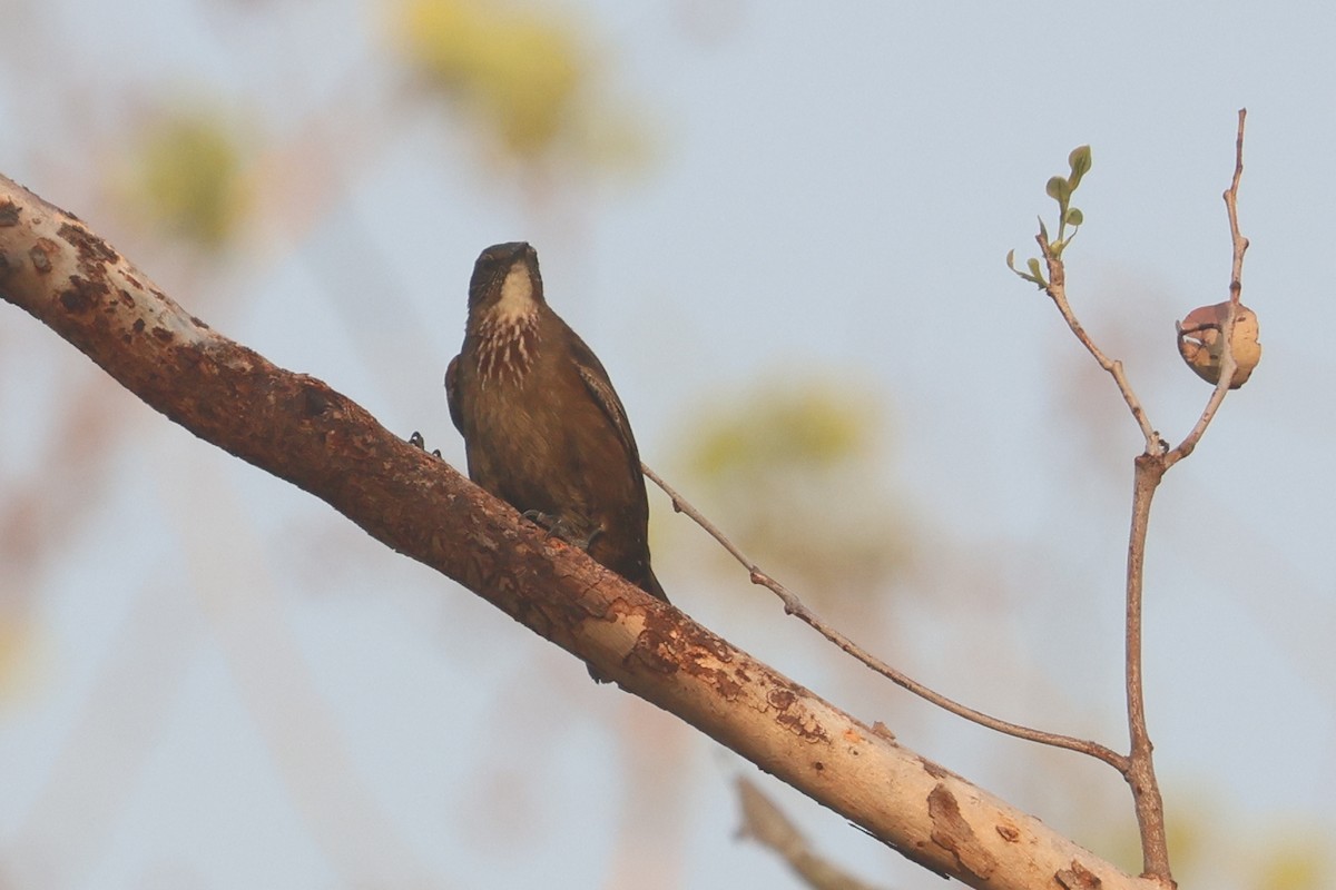 Black-tailed Treecreeper - ML625520533