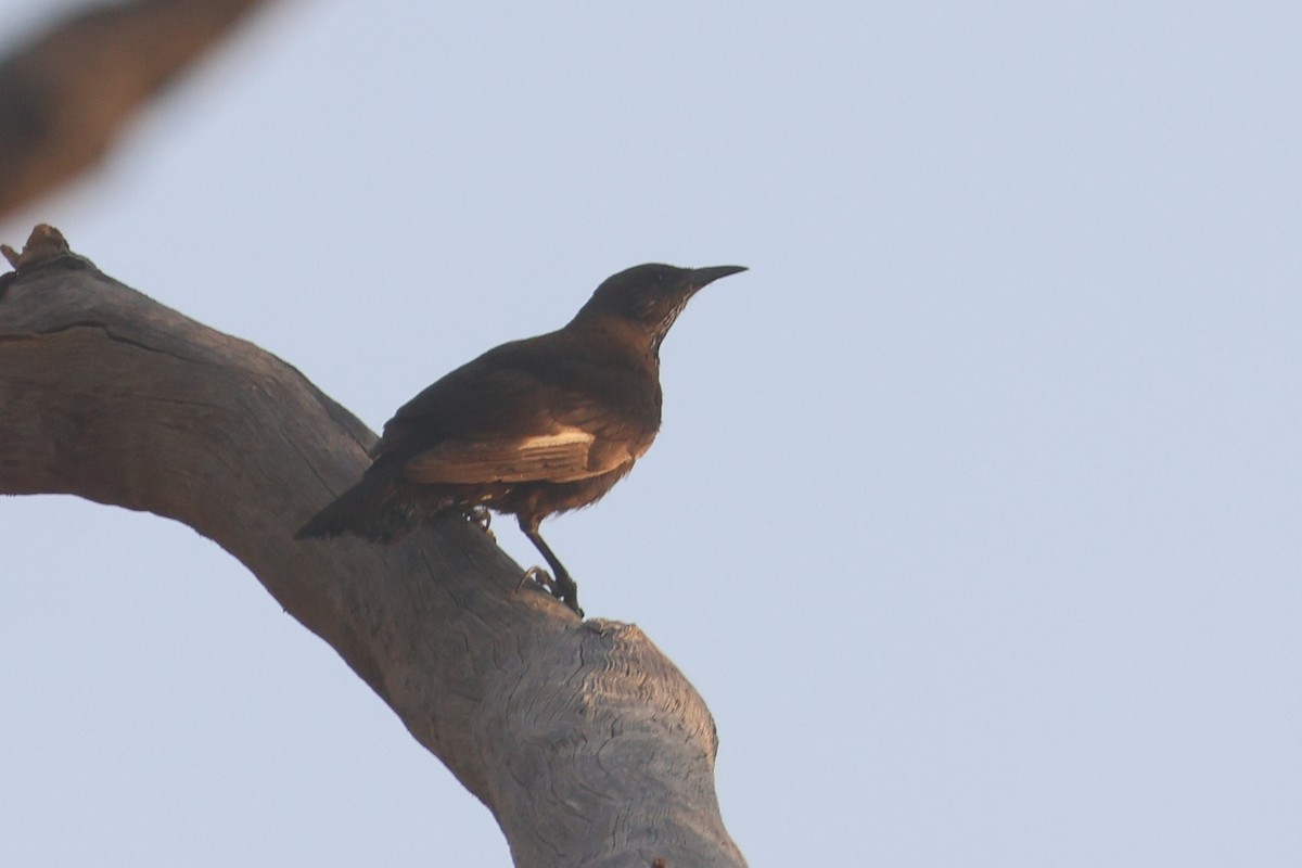 Black-tailed Treecreeper - ML625520534