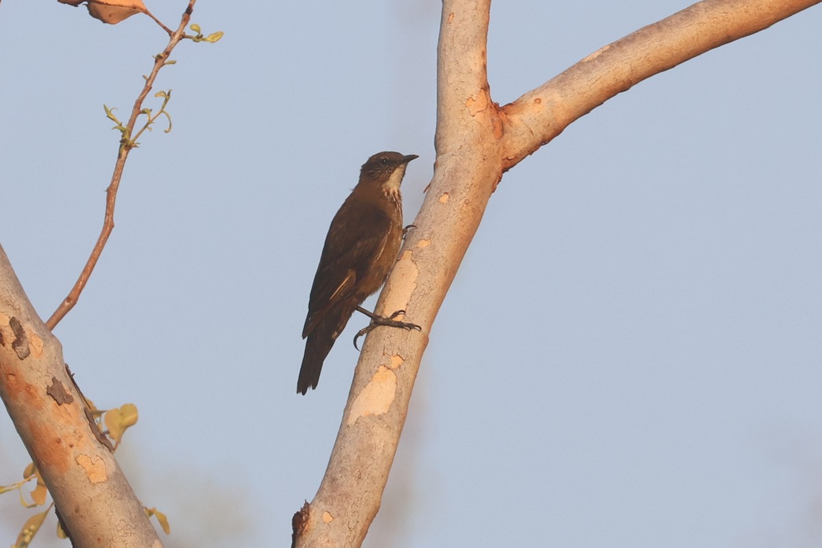 Black-tailed Treecreeper - ML625520535