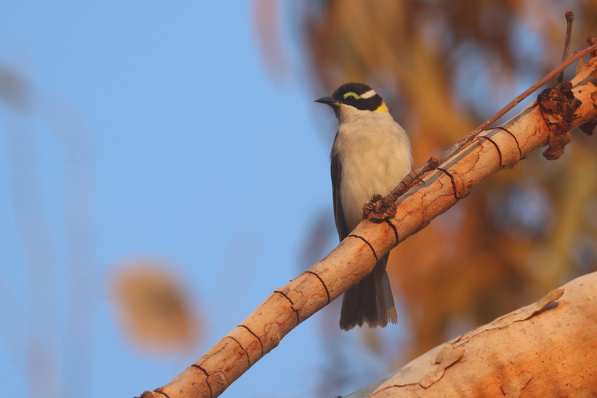 Black-chinned Honeyeater (Golden-backed) - ML625520540