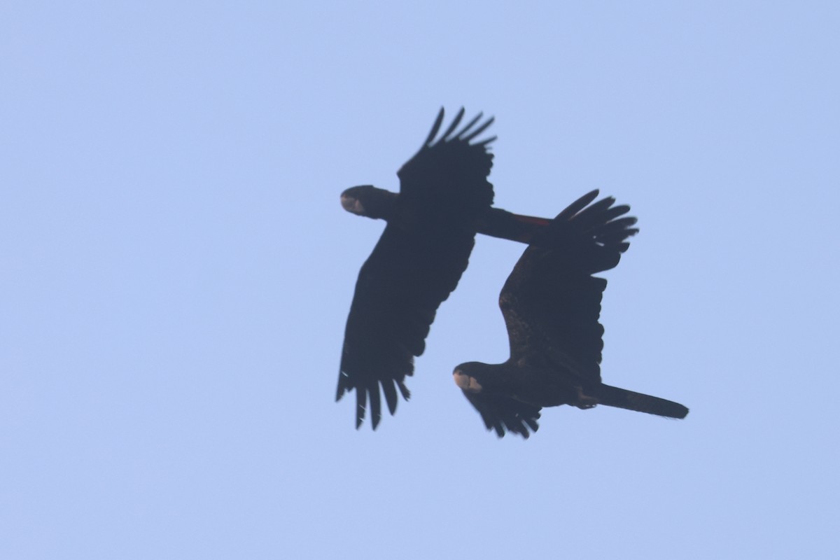 Red-tailed Black-Cockatoo - ML625520574