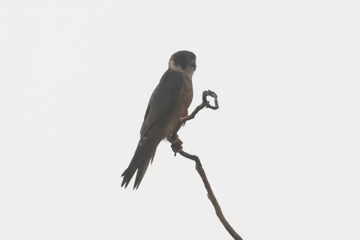 Australian Hobby - Charley Hesse