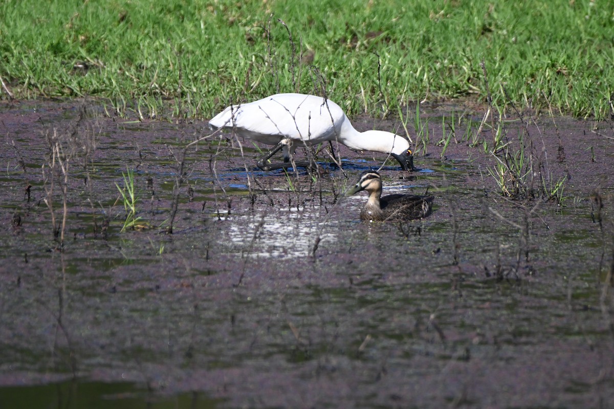 Royal Spoonbill - Toni Bird