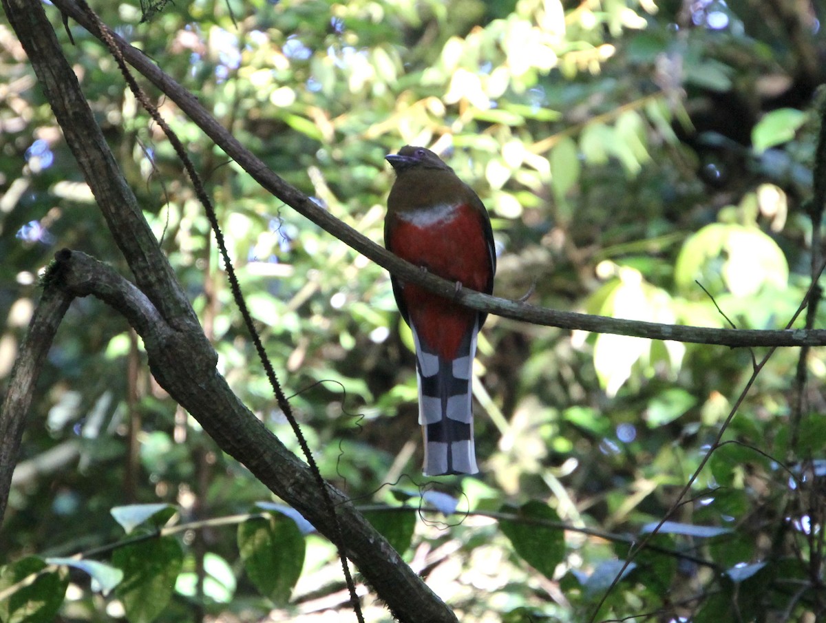 Red-headed Trogon - ML625520648