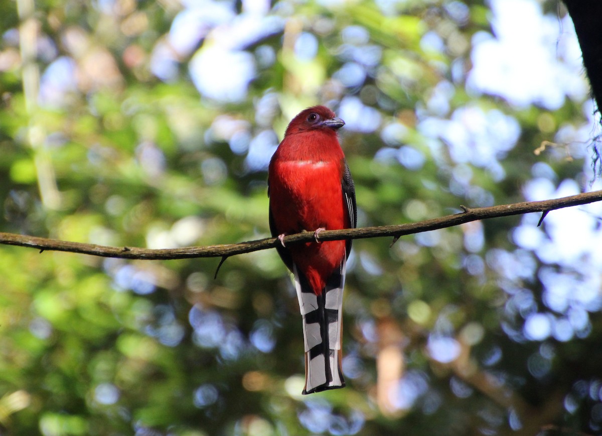 Red-headed Trogon - ML625520649