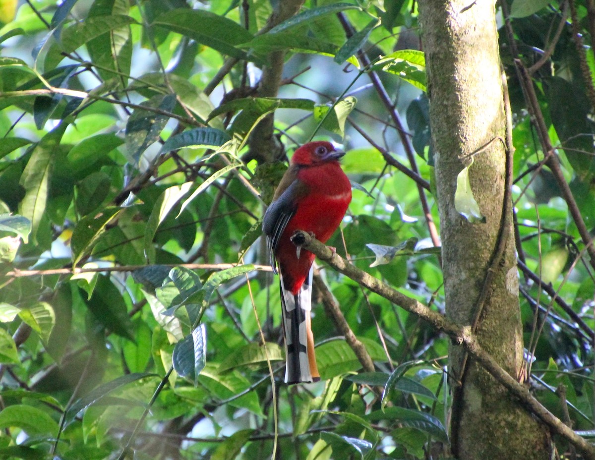 Red-headed Trogon - ML625520650