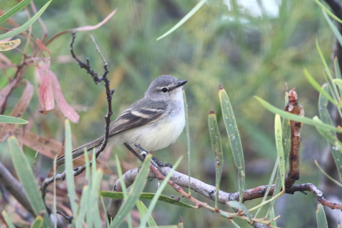 White-crested Tyrannulet (Sulphur-bellied) - ML625520702