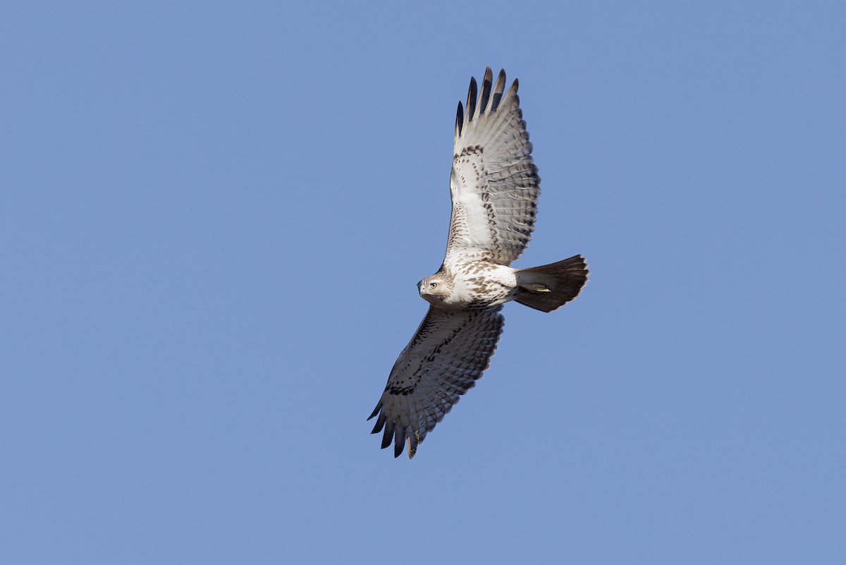 Red-tailed Hawk - Bob MacDonnell