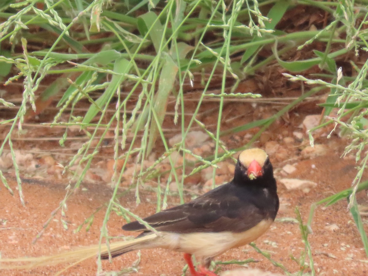Straw-tailed Whydah - ML625520917