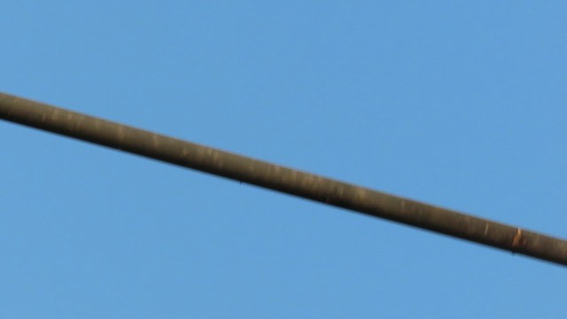 Indian Gray Hornbill - ML625520960