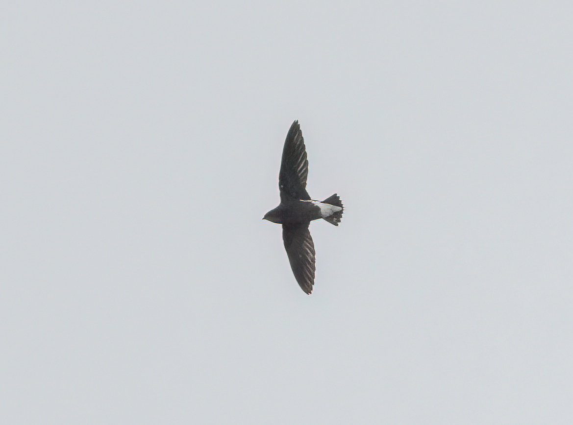 Silver-backed Needletail - ML625520964