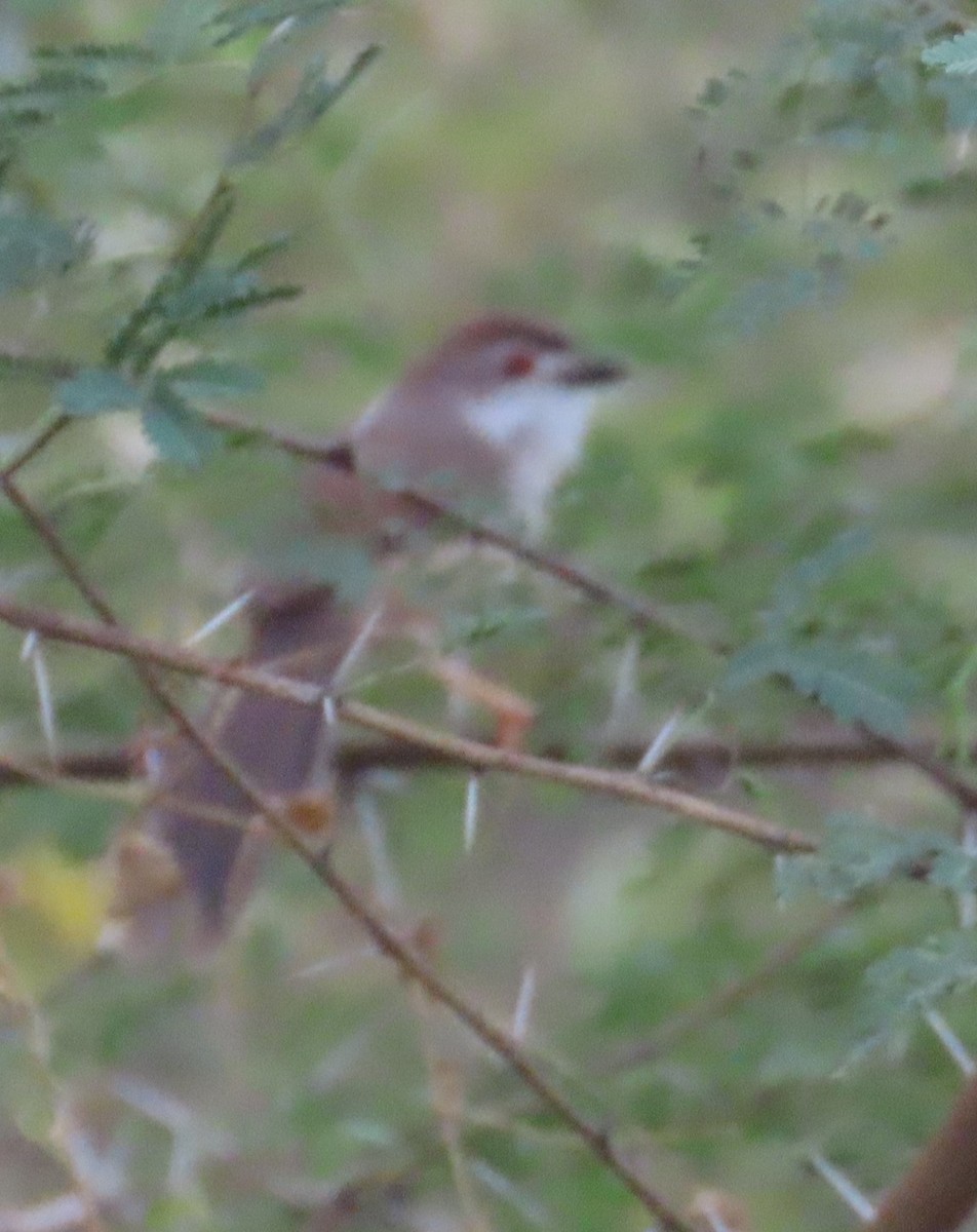 Yellow-eyed Babbler - ML625520993